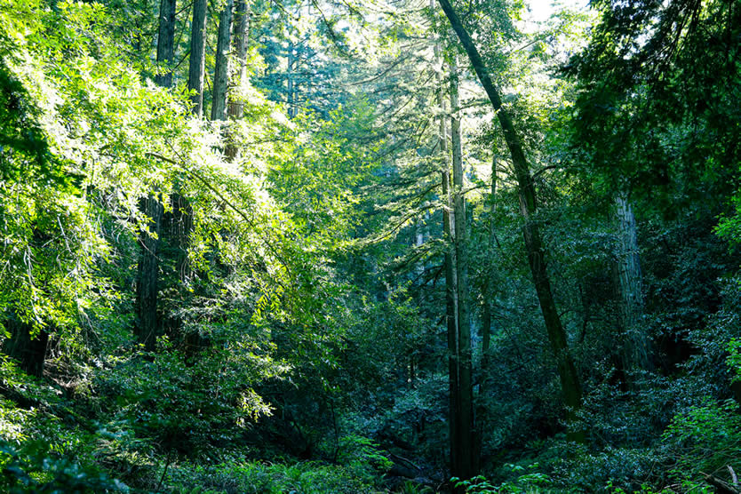 Forest