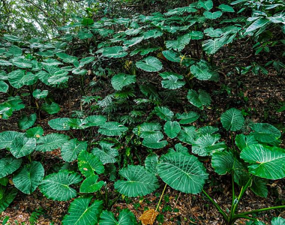 Forest Foods and Medicine
