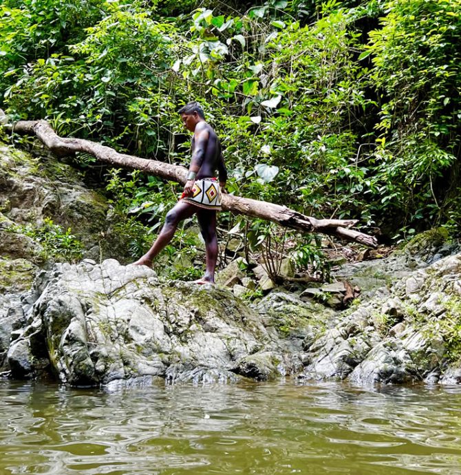 Forests and Indigenous Cultures